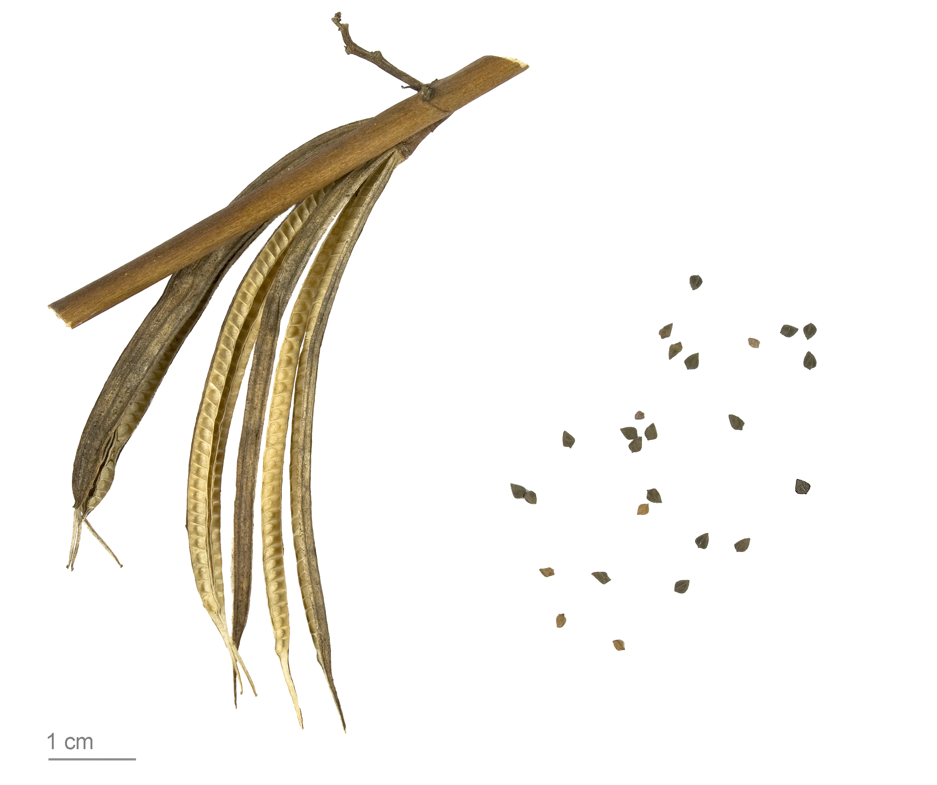 جوت برگ پنیرکی